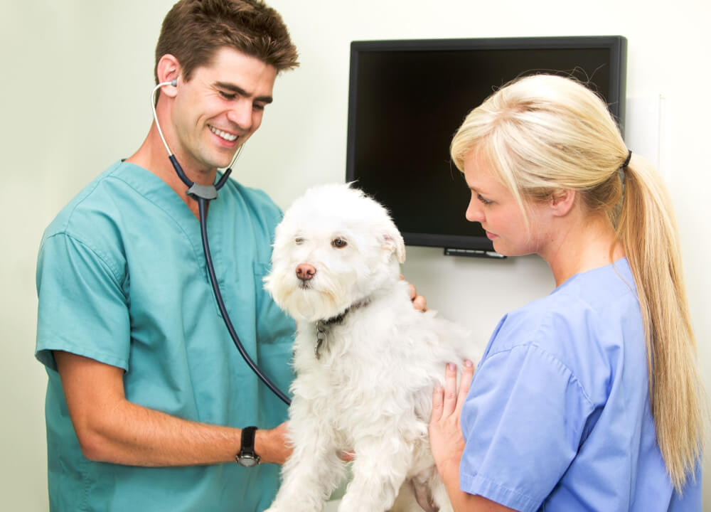 Pet-Care-7682959_l Pet-Care