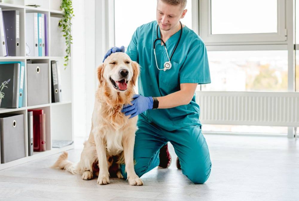 Improving Pet Wellness with Animal Health Services, Jacksonville, FL, Veterinarian Expertise