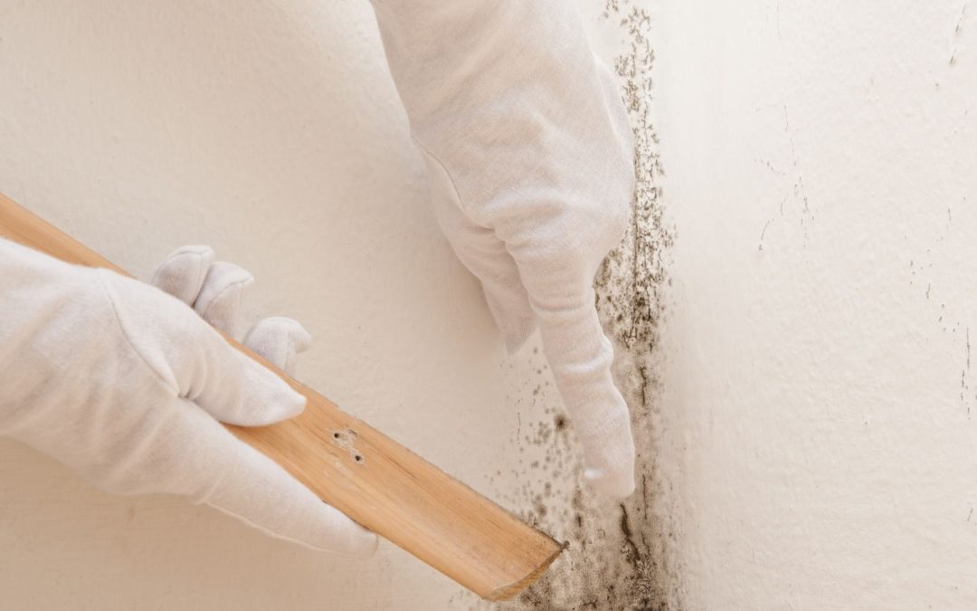 Mold Removal in Council Bluffs, IA: Safeguarding Your Property and Health