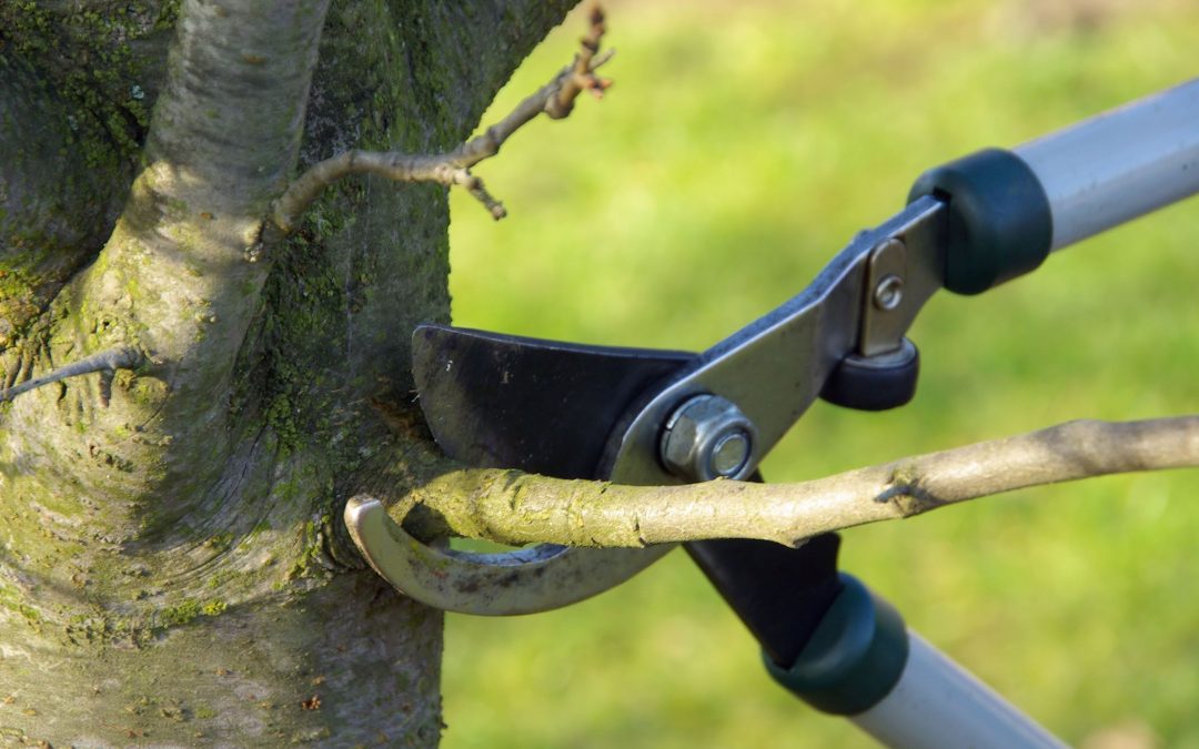 Brentwood’s Guardians: The Crucial Role of a Tree Disease Specialist in Brentwood, TN