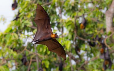 Effective Solutions for Bat Removal in Westfield, MA