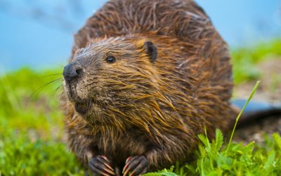 Swift and Effective Beaver Removal in Westfield, MA – Reclaim Your Property Today