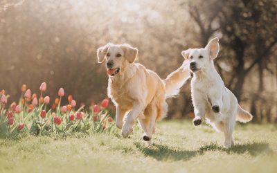 A Safe and Fun Environment: Dog Daycare in Wisconsin Rapids, WI