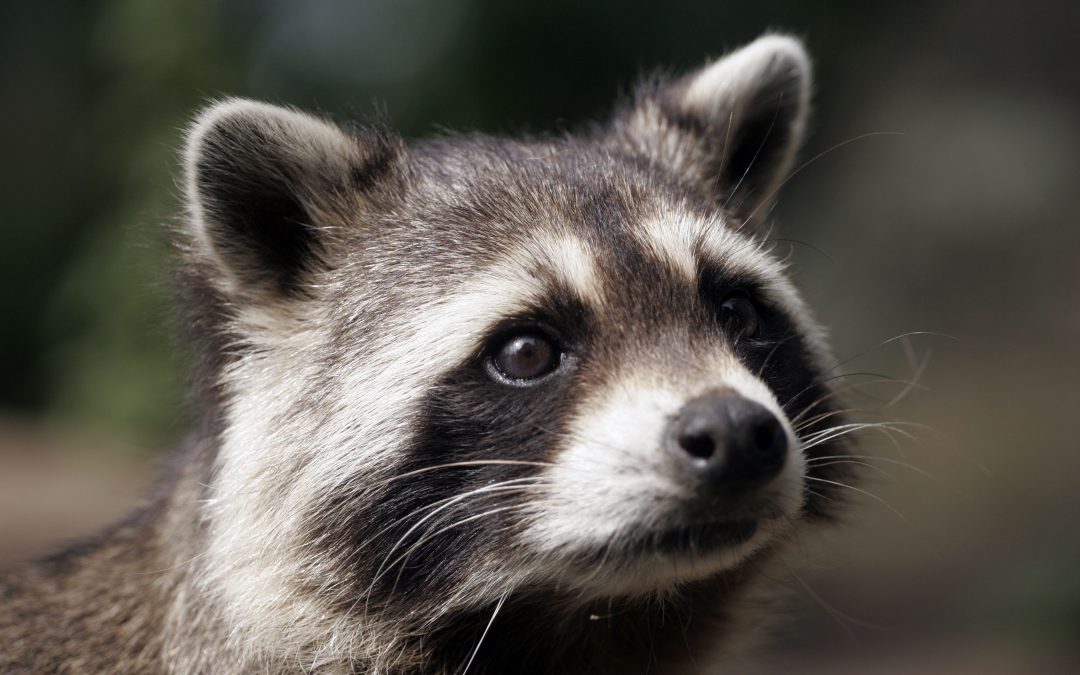 Prevent Property Damage with a Professional Pest Control Service Brookfield WI Solution