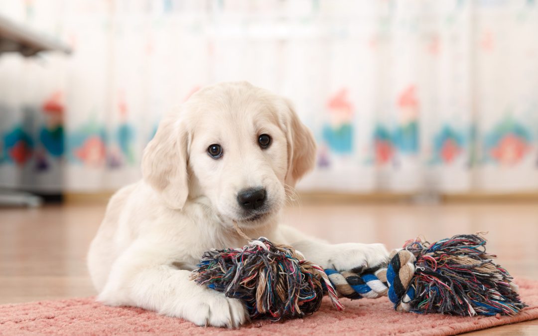 Treat Your Pet to a Relaxing Day at a Dog Spa Wisconsin Rapids WI Near You