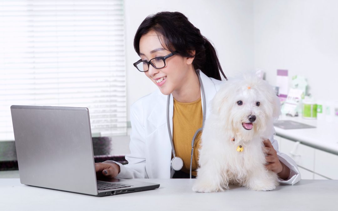 Ensure Your Pet’s Health and Happiness with a Trusted Veterinarian in Monmouth County NJ Service