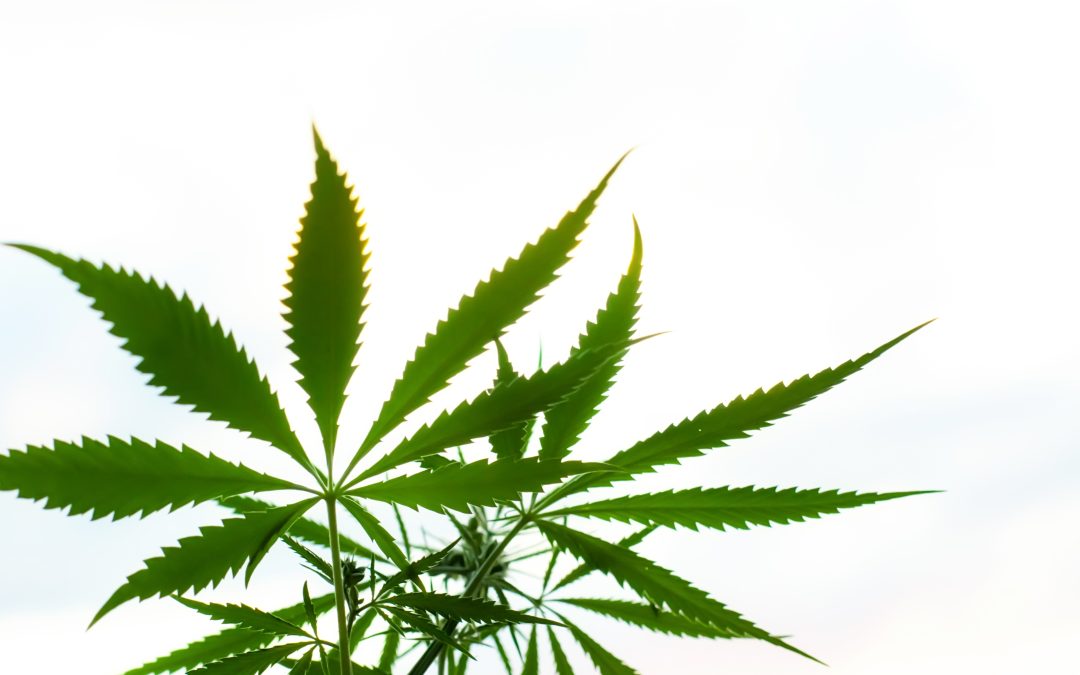 Benefits You Can Expect When Visiting Dispensaries In Springfield MA for the First Time