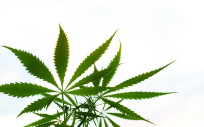 How to Find Premium Dispensary Weed NYC Locals Trust for Quality and Convenience