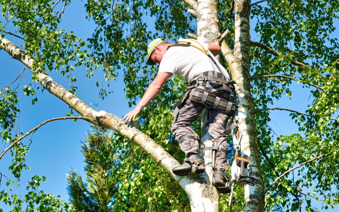 How to Safely Handle Tree Removal Near Marietta, GA for Your Home or Property