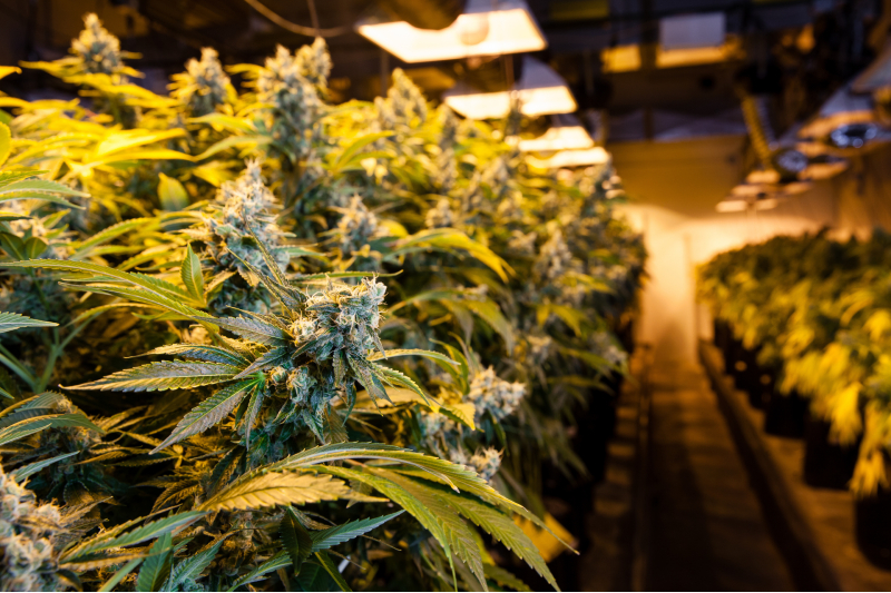 NYC Weed Delivery Manhattan Offers Safe and Discreet Service for Cannabis Shoppers