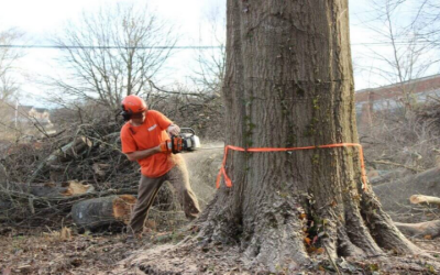 Enhance Your Property Safety With A Trusted Tree Cutting Service In Marietta, GA Residents Recommend