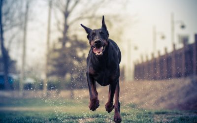 Why Choosing a Dog Bath in Wisconsin Rapids, WI, Locals Trust Means Healthier Pets